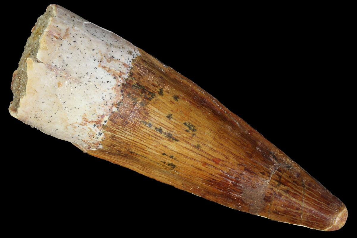 real spinosaurus tooth for sale
