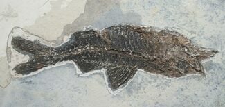 Dapalis Fossil Fish From France - #6533