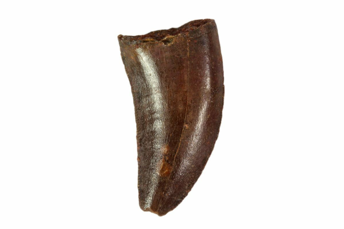 real raptor tooth for sale