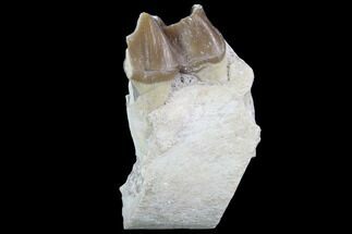 Hyracodon (Running Rhino) Jaw Section With Tooth - South Dakota #90279