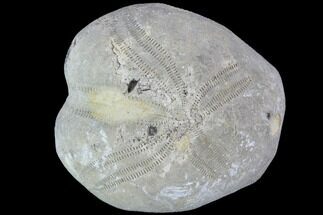 Toxaster Fossil Echinoid (Sea Urchin) - Agadir, Morocco #90586