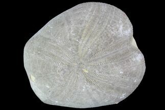 Toxaster Fossil Echinoid (Sea Urchin) - Agadir, Morocco #90587
