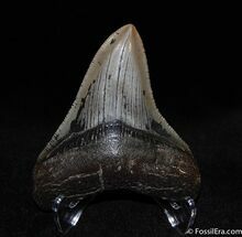 Stunning Collector Grade Megalodon Tooth #86