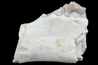 Oligocene Camel (Poebrotherium) Jaw Section - South Dakota #91092