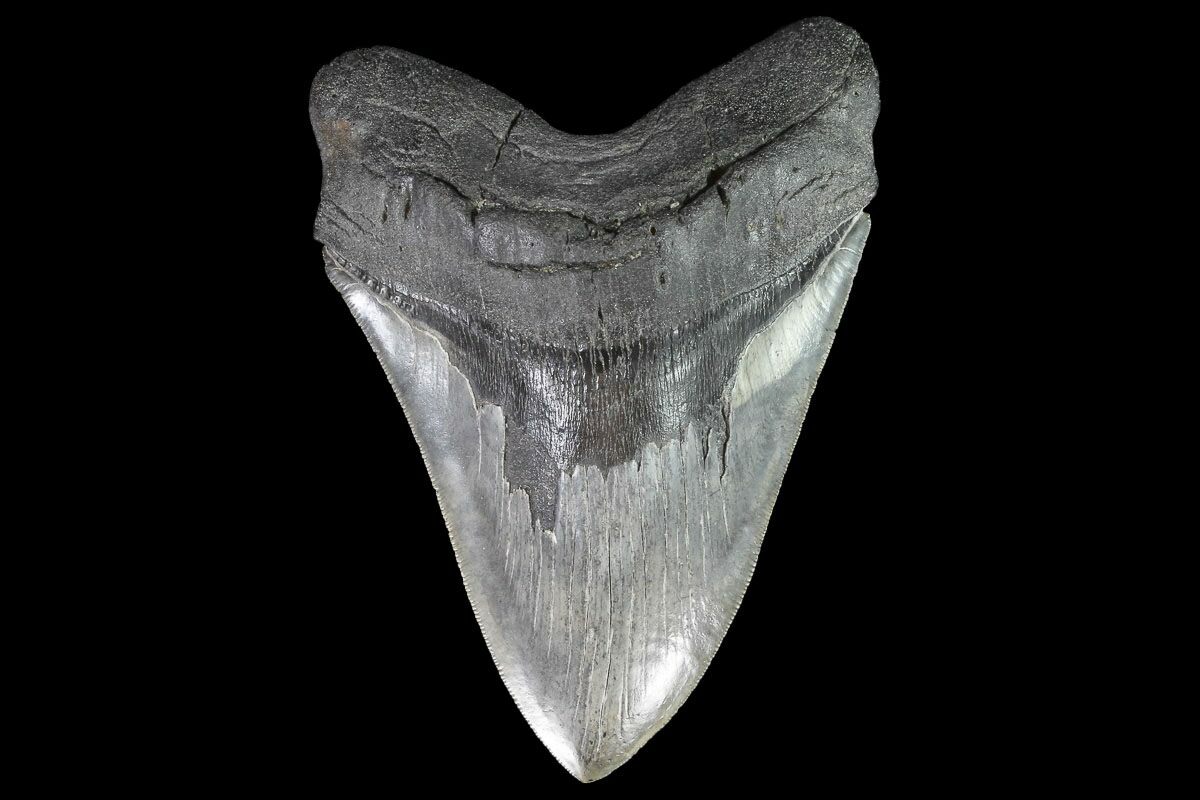 2 INCH REAL MEGALODON SHARK TOOTH BIG FOSSIL GIANT GENUINE SERRATED MEG TEETH 