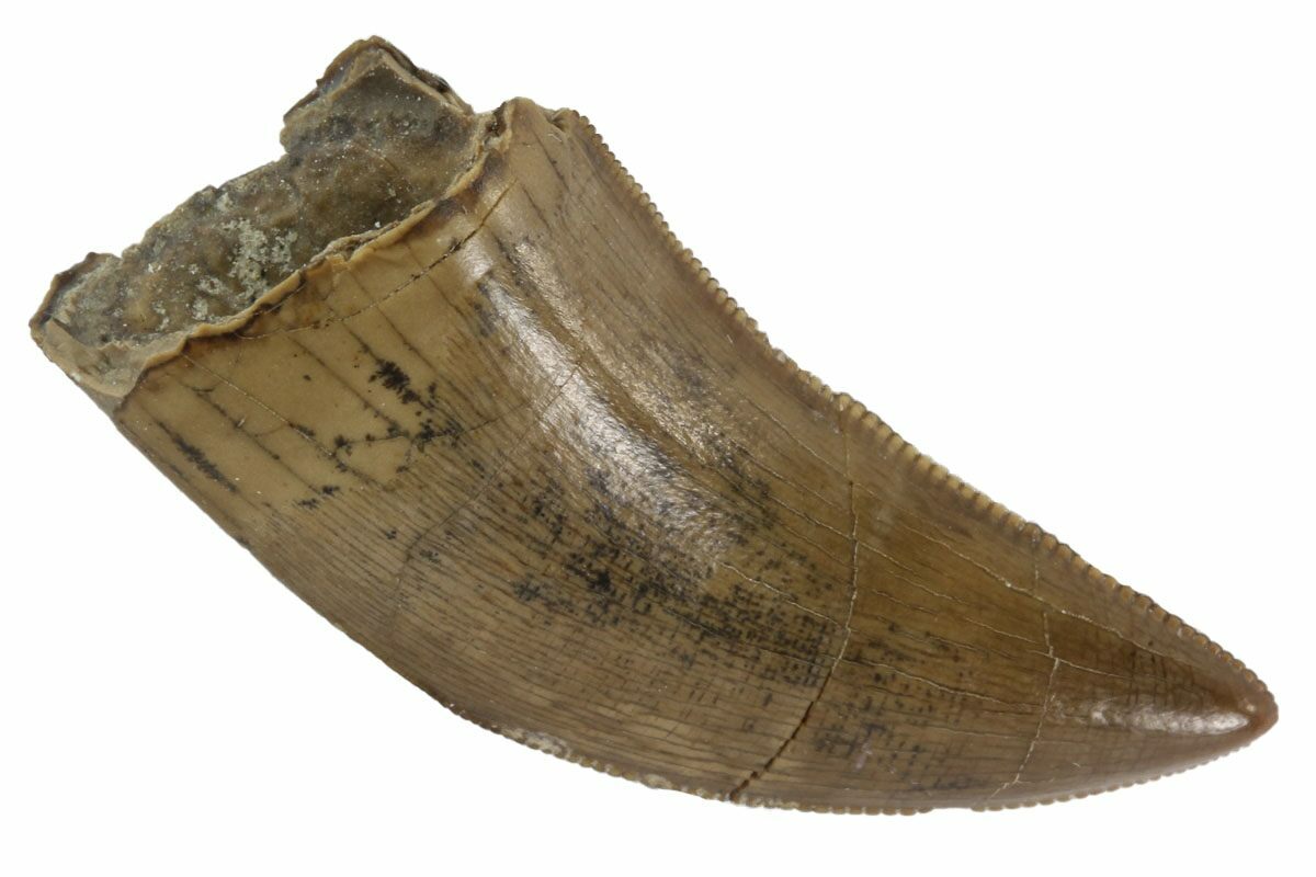 gorgosaurus tooth