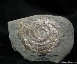 Psiloceras From Great Britain ( inches wide) #1076