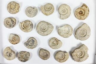 Flat: - Jurassic Ammonites From England - Pieces #91429