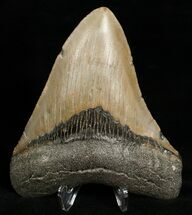 Nice Megalodon Tooth - Carolinas #6668