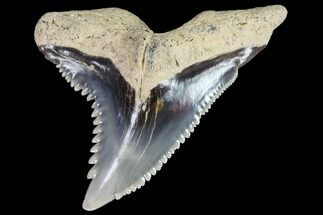 Large, Hemipristis Shark Tooth - Maryland #92146