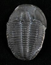 Elrathia Trilobite - Utah #6679