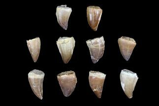 Lot: to Fossil Mosasaur Teeth - Pieces #92387