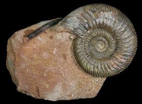 Ammonite (Parkinsonia) With Belemnites - Germany #92456