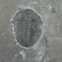 Elrathia Trilobite In Matrix With Molt #6735