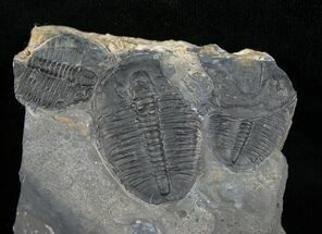 Three Large Elrathia Trilobites #6736