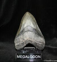 Giant North Carolina Megalodon Tooth - inches #964