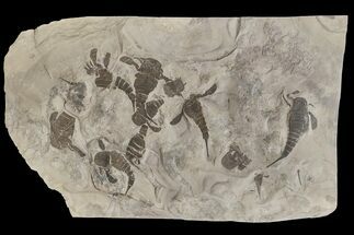 Eurypterid Mortality Plate From New York - Museum Quality #92744