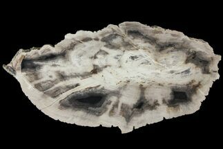 8.1" Polished Petrified Wood (Dicot) Slab - Texas - Fossil #93880