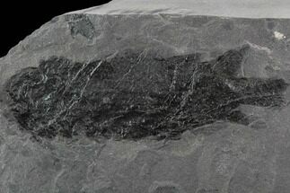 Rare, Devonian Lungfish (Dipterus) - Scotland #93945