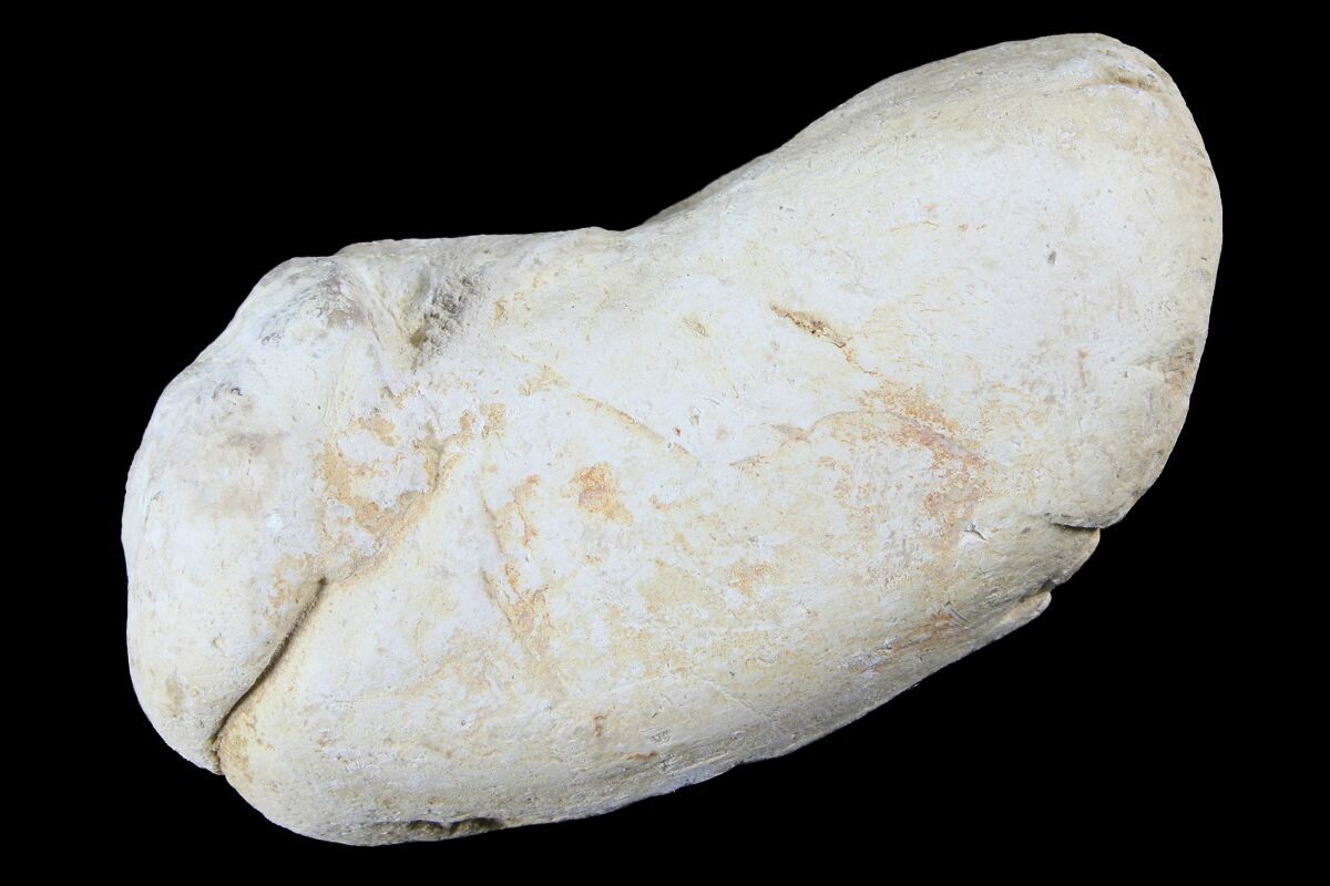 Cretaceous Fish Coprolite (Fossil Poop) - Kansas (#93789) For Sale -  