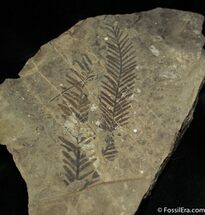 Metasequoia Occidentalis Fossil - Cache Creek #1117