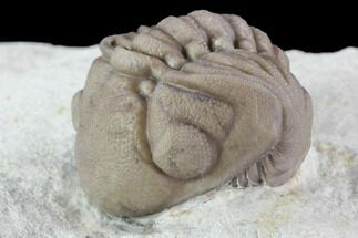 Wide, Enrolled Lochovella (Reedops) Trilobite - Oklahoma #94003