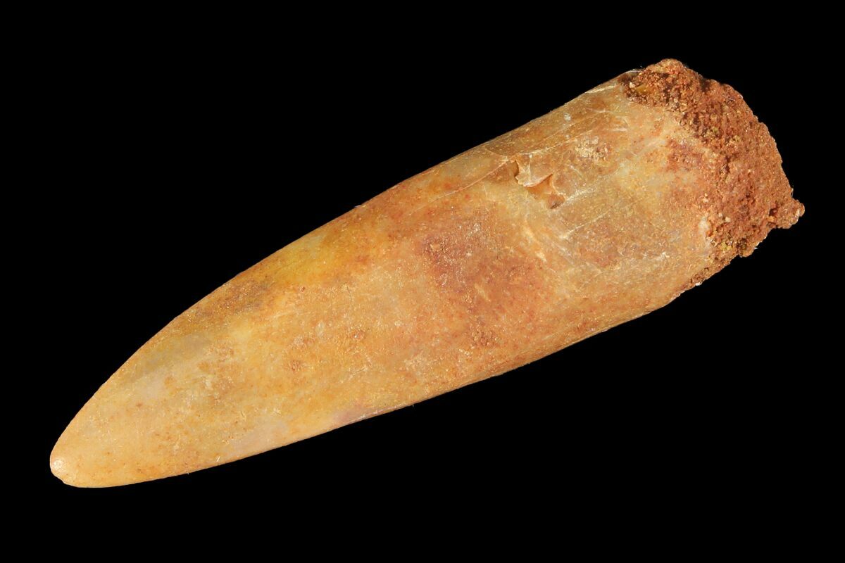rebbachisaurus garasbae