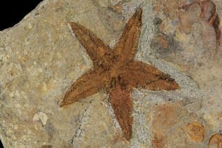 Ordovician Starfish (Petraster?) & Edrioasteroids - Morocco #94328