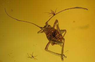 Fossil Bush Cricket (Orthoptera) In Baltic Amber - Rare! #93900