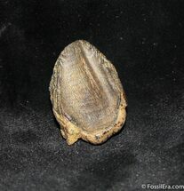 Horned Dinosaur Tooth - Triceratops #1129