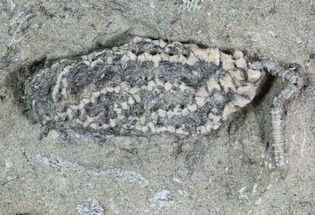 Crinoid (Goniocrinus) Fossil - Crawfordsville, Indiana #94464