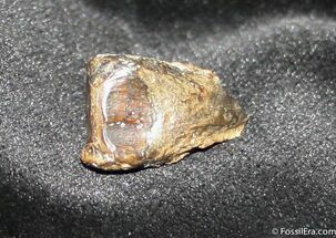 Triceratops Tooth With Partial Root #1130