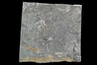 Four Ordovician Crinoids (Cupulocrinus) - Ontario #95195