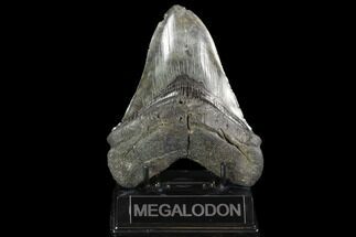 Fossil Megalodon Tooth - South Carolina #95297