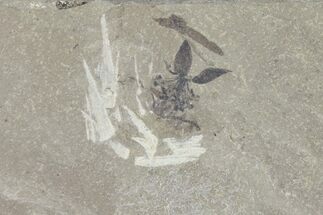 Fossil Flower With Stamen - Green River Formation, Utah #94953