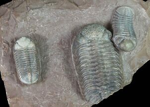Triple Austerops Trilobite - Jorf, Morocco #95483