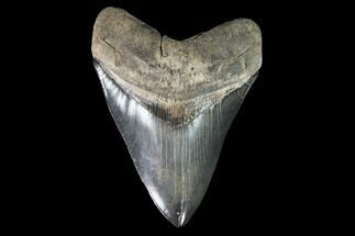 Serrated, Fossil Megalodon Tooth - Collector Quality Tooth #95492