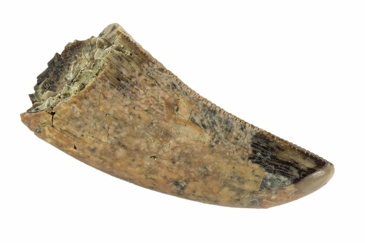 t rex tooth fossil for sale