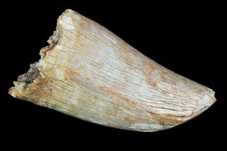 Thick, Tyrannosaur Tooth - Judith River Formation, Montana #95656