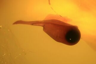Unidentified Inclusion In Baltic Amber - Russia #96207