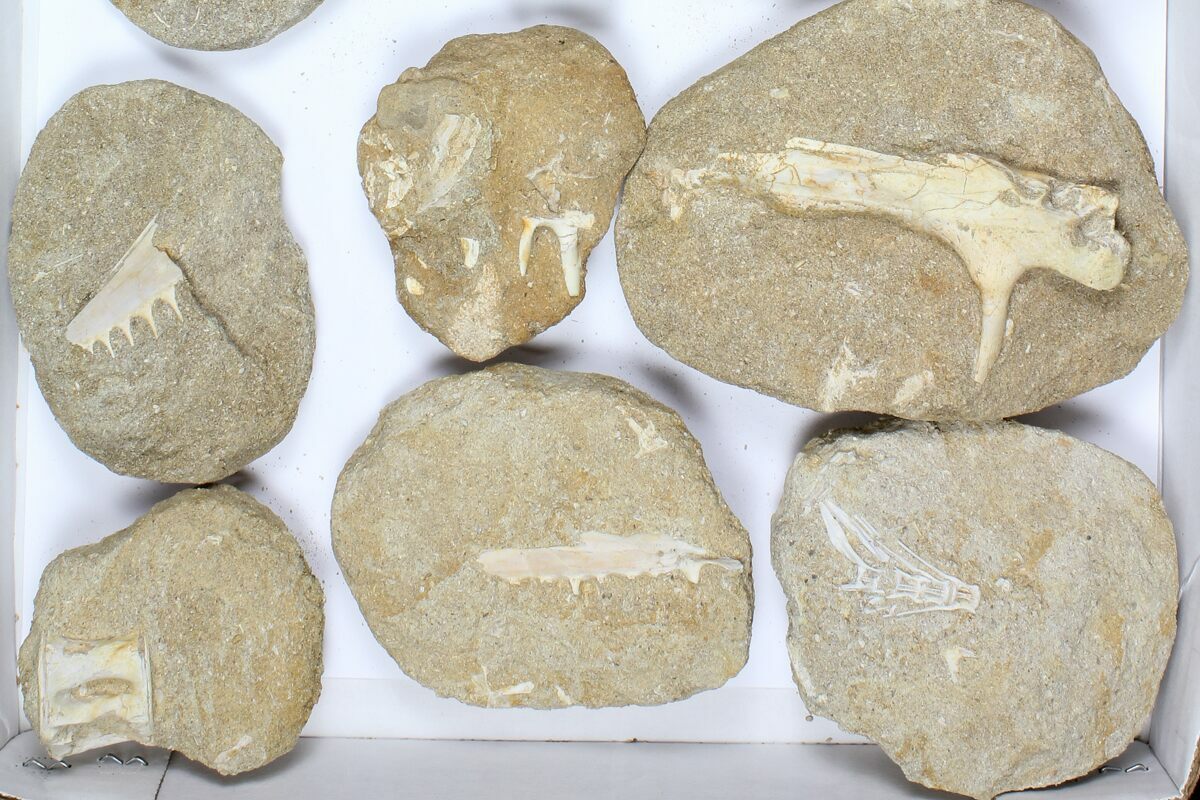 Wholesale Flat: Cretaceous Marine Vertebrate Fossils - 16 Pieces For ...