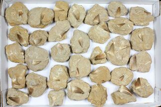 Flat: Fossil Mosasaur Teeth In Rock - Pieces #96121