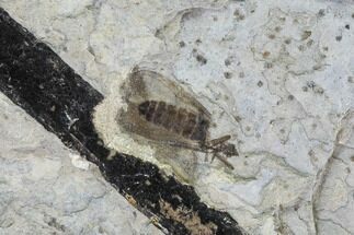 Fossil March Fly (Plecia) & Plant Limb - Green River Formation #95839