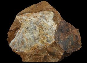 Fossil Paleocene Ginkgo & Cocculus Leaf - North Dakota #95516