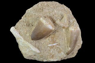 Mosasaur (Prognathodon) Teeth & Shark Tooth (Serratolamna) #96192