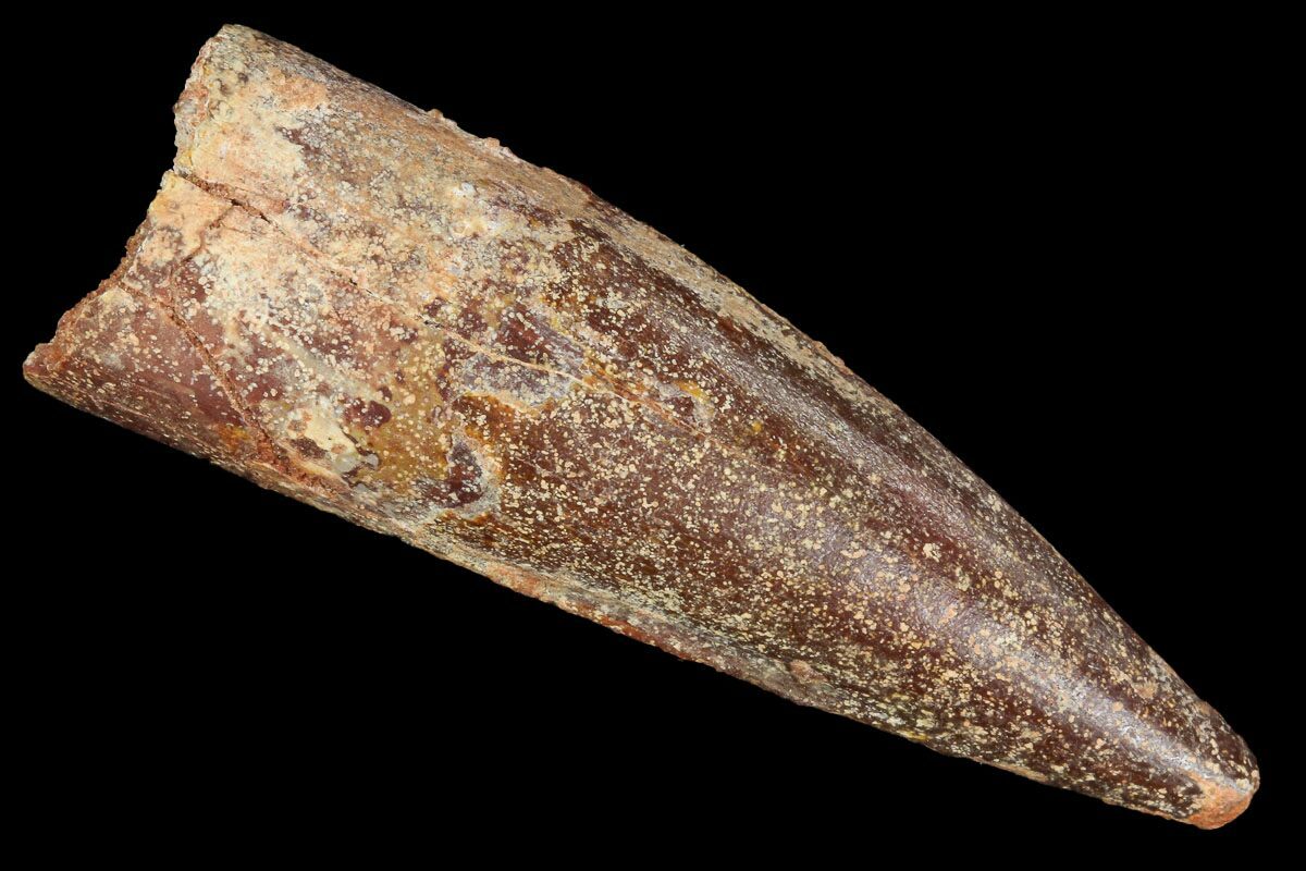 spinosaurus fossil tooth