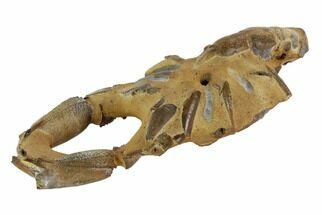 Fossil Mud Lobster (Thalassina) - Australia #96308