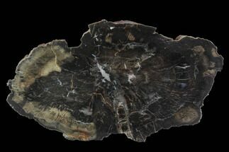 Polished Petrified Wood (Woodworthia) Section - Arizona #95079