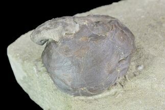 Fossil Gastropod (Platyceras) - Crawfordsville, Indiana #94808