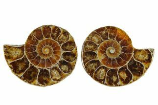 1 1/4" Cut & Polished, Agatized Ammonite Fossil - Madagascar - Fossil #97205